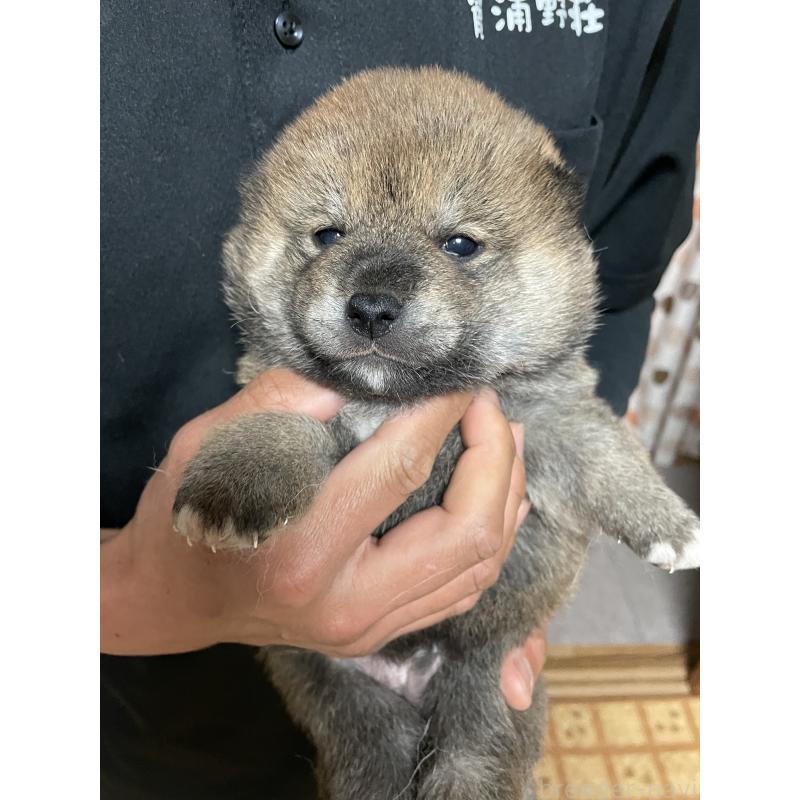 販売中の茨城県の柴犬-454671の7枚目