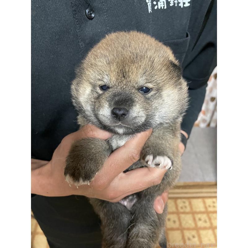 販売中の茨城県の柴犬-454671の6枚目