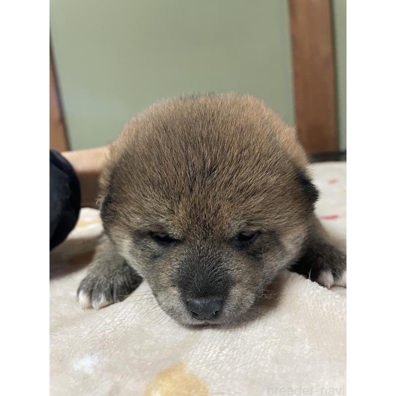 販売中の茨城県の柴犬-454671の5枚目