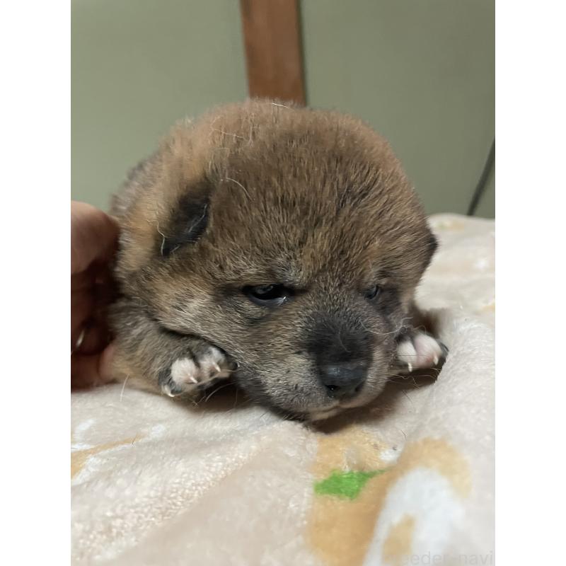 販売中の茨城県の柴犬-454671の4枚目