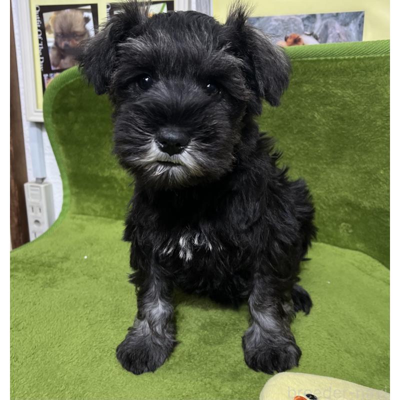 販売中の神奈川県のミニチュアシュナウザー-454672の5枚目