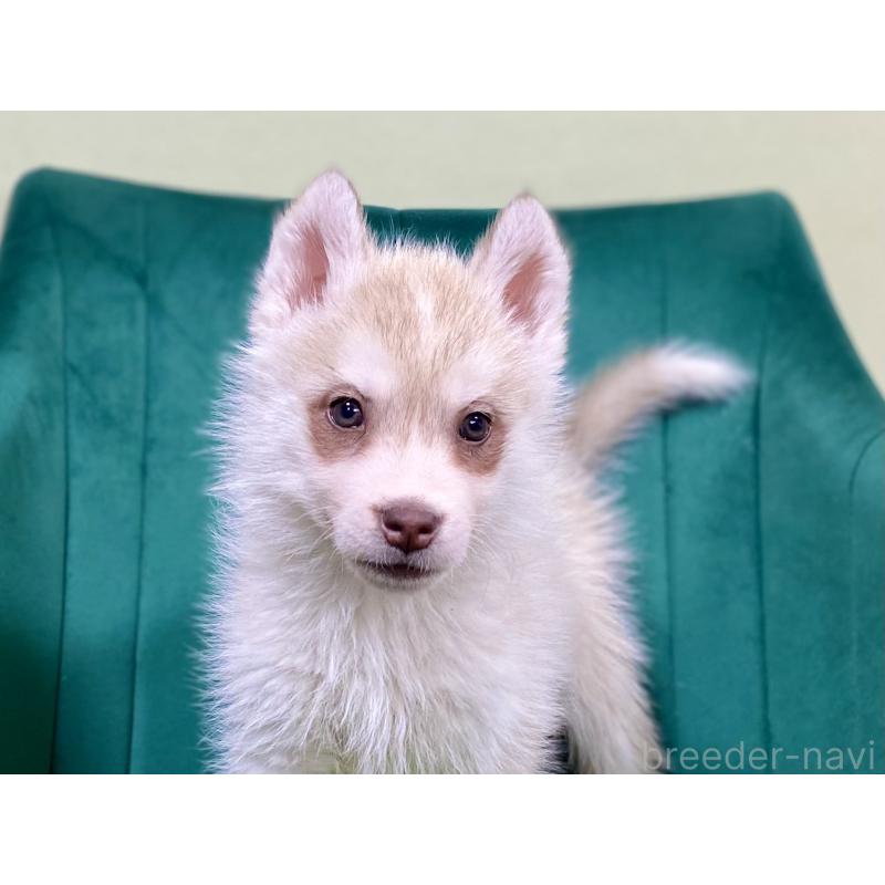 販売中の茨城県のシベリアンハスキー-446733の2枚目