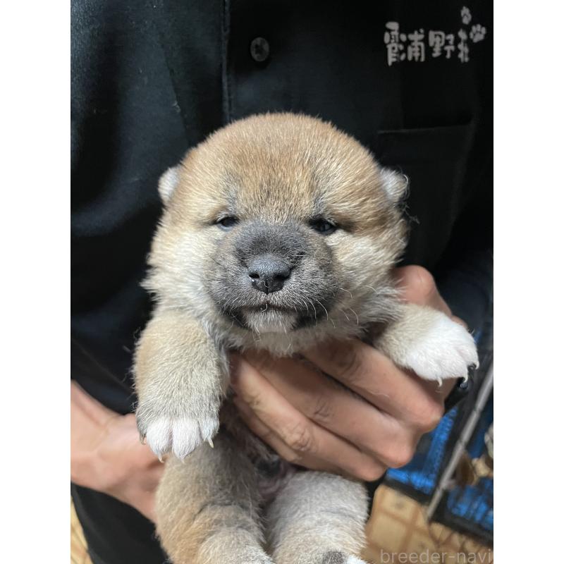 販売中の茨城県の柴犬-454673の6枚目