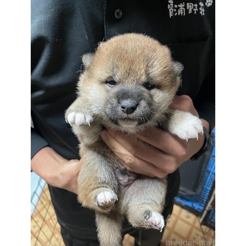 販売中の茨城県の柴犬-454673の5枚目