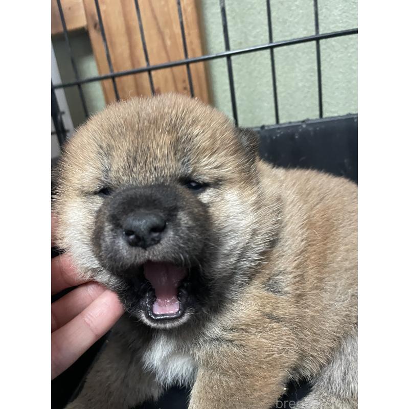 販売中の茨城県の柴犬-454673の4枚目