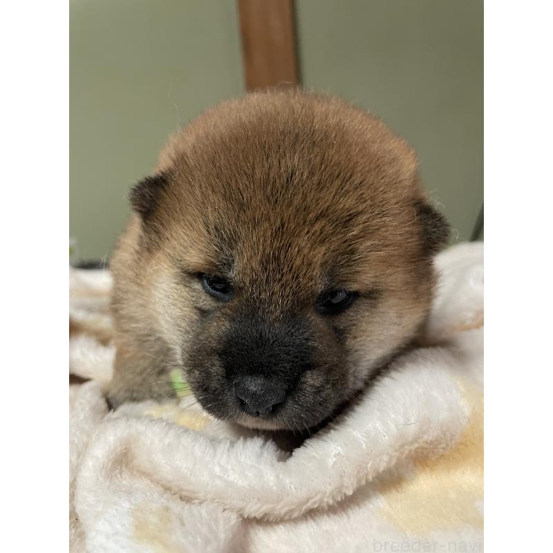 販売中の茨城県の柴犬-454673の3枚目