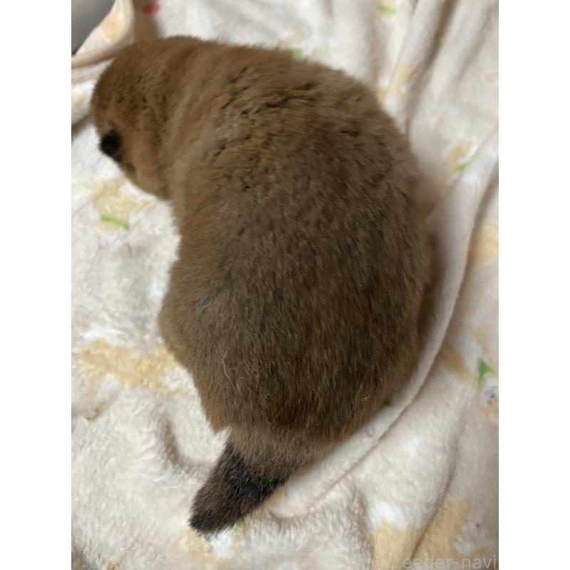 販売中の茨城県の柴犬-454673の2枚目