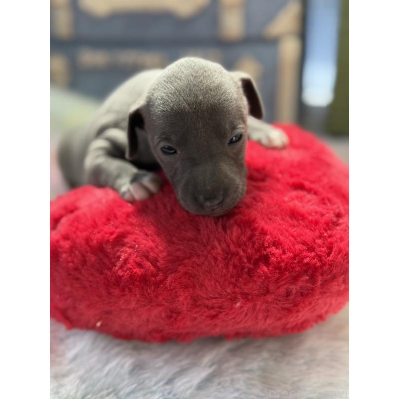 販売中の宮崎県のイタリアングレーハウンド(イタグレ)-454674の6枚目