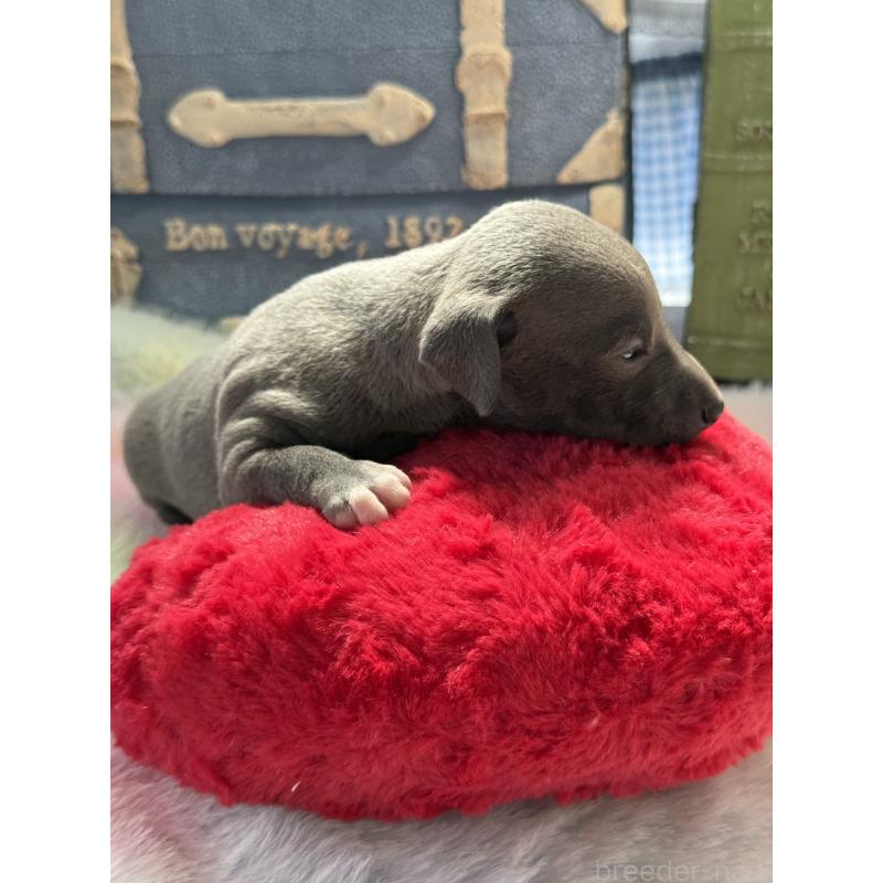 販売中の宮崎県のイタリアングレーハウンド(イタグレ)-454674の5枚目