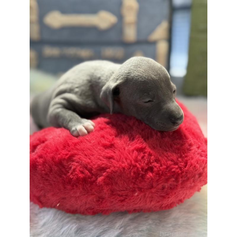 販売中の宮崎県のイタリアングレーハウンド(イタグレ)-454674の4枚目