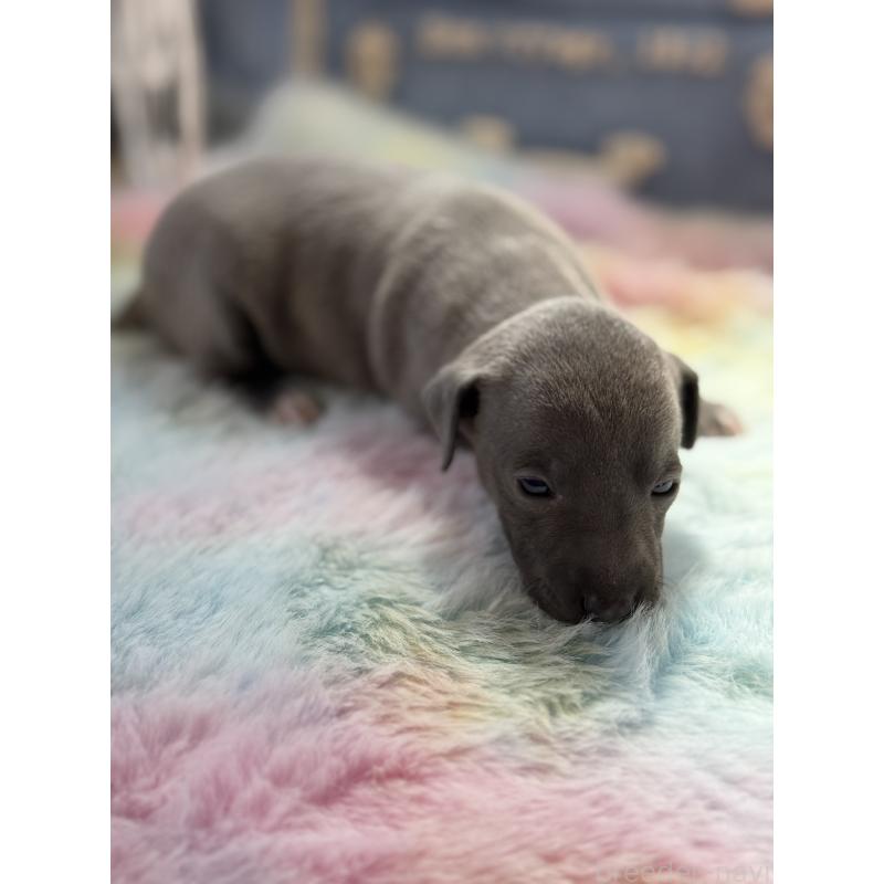 販売中の宮崎県のイタリアングレーハウンド(イタグレ)-454674の3枚目