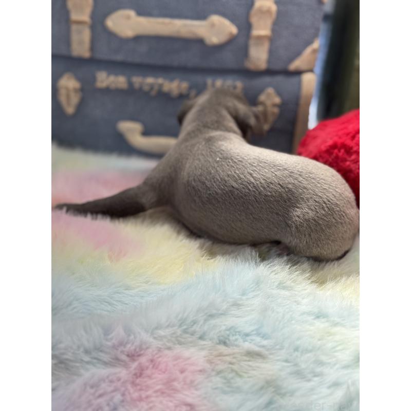 販売中の宮崎県のイタリアングレーハウンド(イタグレ)-454674の2枚目