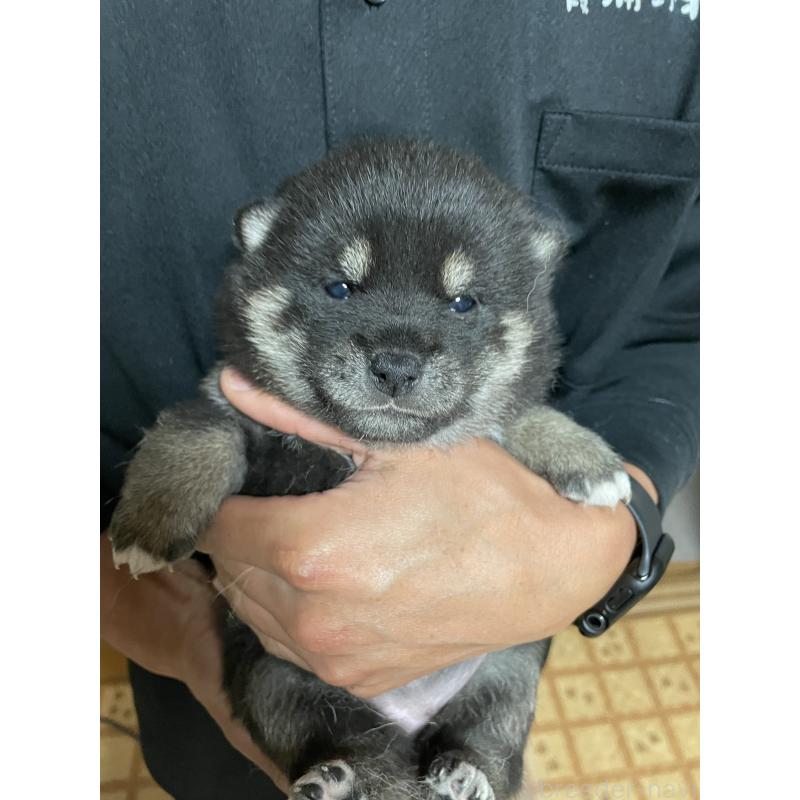 販売中の茨城県の柴犬-454676の6枚目