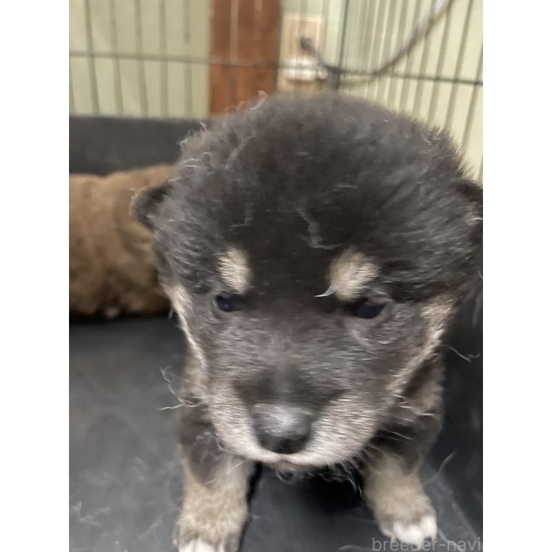 販売中の茨城県の柴犬-454676の5枚目