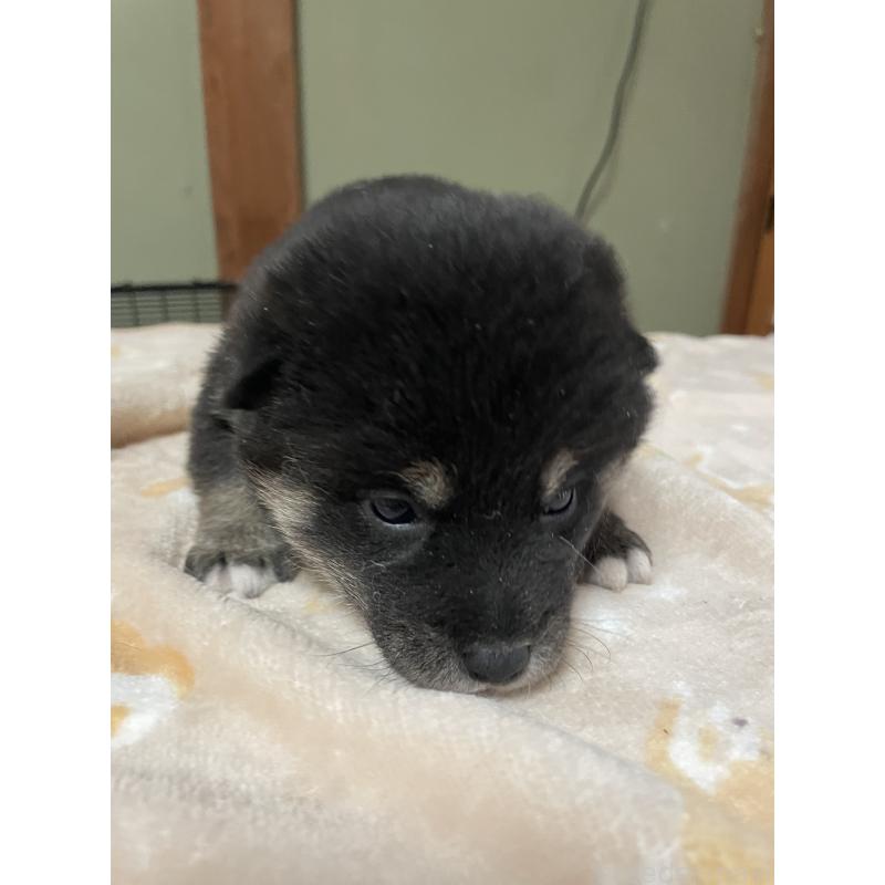 販売中の茨城県の柴犬-454676の4枚目