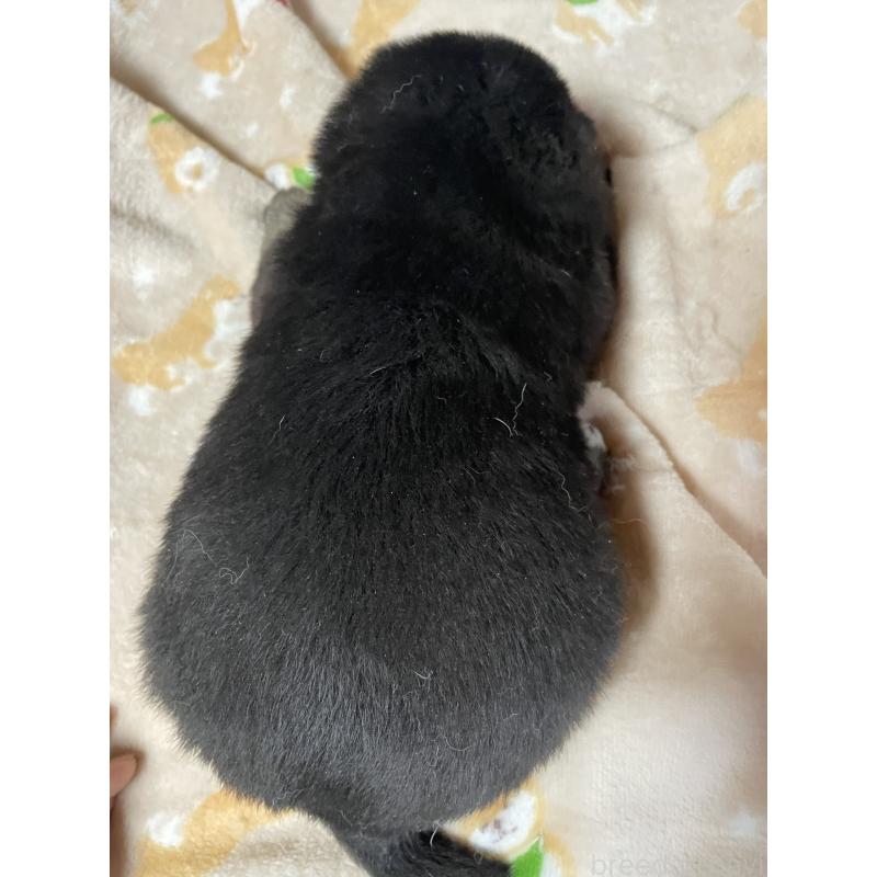 販売中の茨城県の柴犬-454676の3枚目