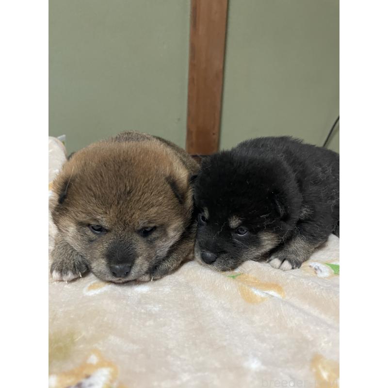 販売中の茨城県の柴犬-454676の2枚目