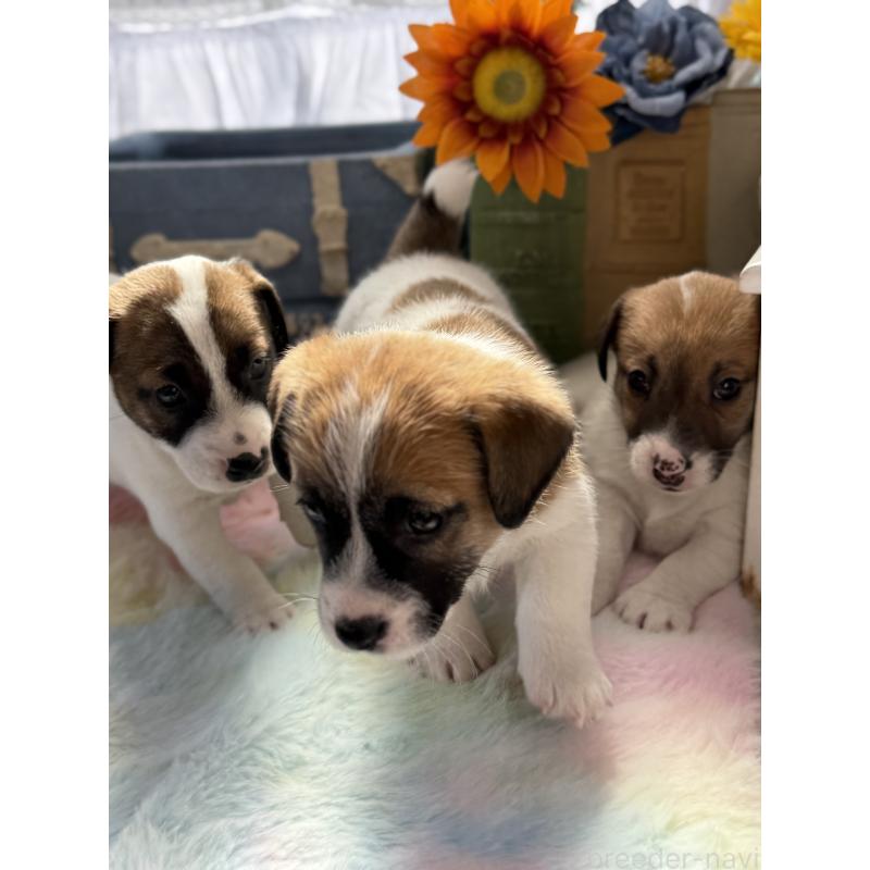 販売中の宮崎県のジャックラッセルテリア-454680の9枚目