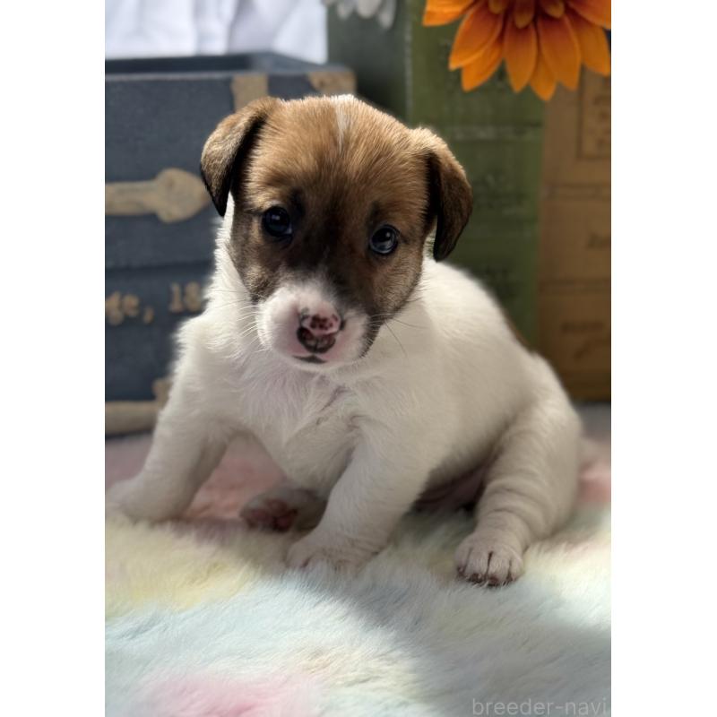 販売中の宮崎県のジャックラッセルテリア-454680の8枚目