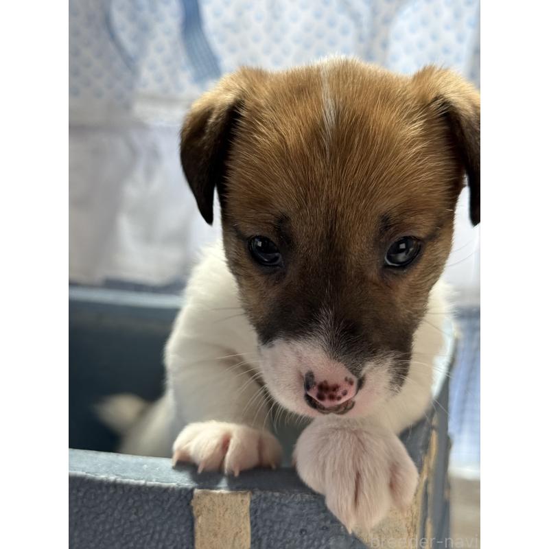 販売中の宮崎県のジャックラッセルテリア-454680の6枚目