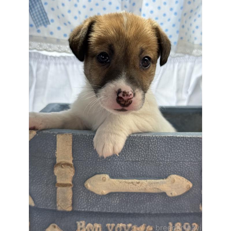 販売中の宮崎県のジャックラッセルテリア-454680の5枚目