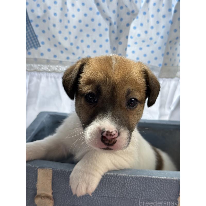 販売中の宮崎県のジャックラッセルテリア-454680の4枚目