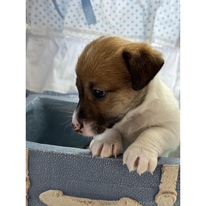 販売中の宮崎県のジャックラッセルテリア-454680の3枚目