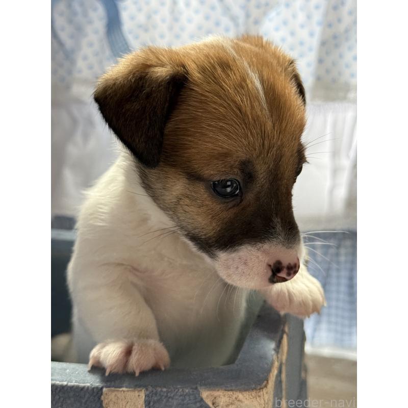 販売中の宮崎県のジャックラッセルテリア-454680の2枚目