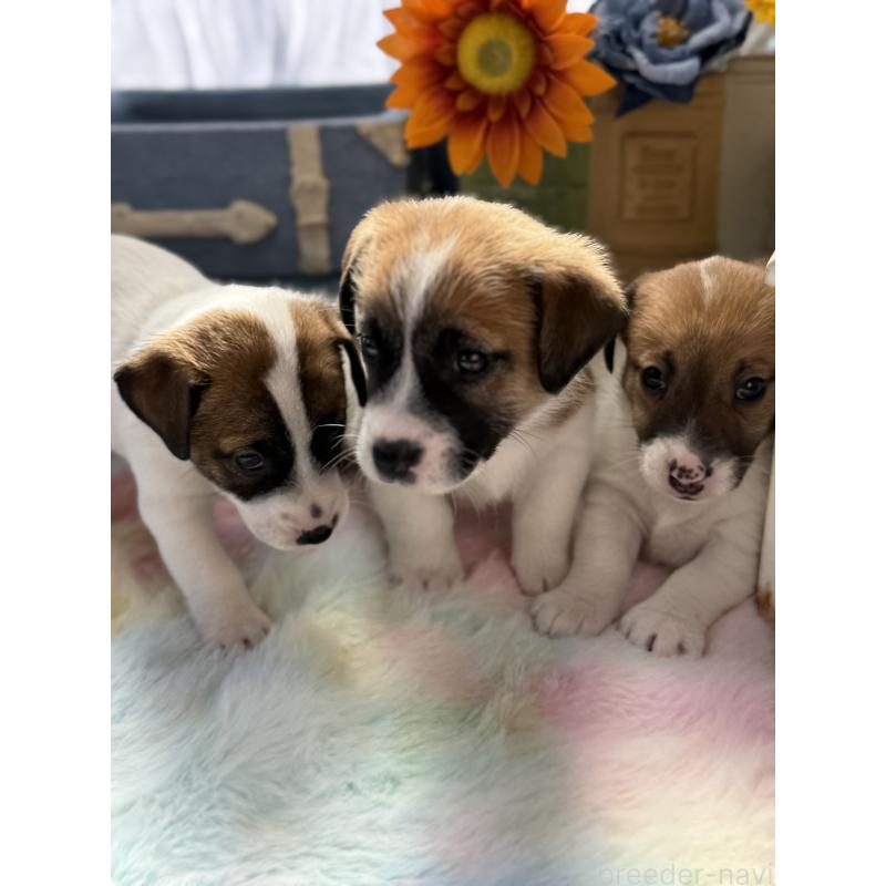 販売中の宮崎県のジャックラッセルテリア-454681の4枚目