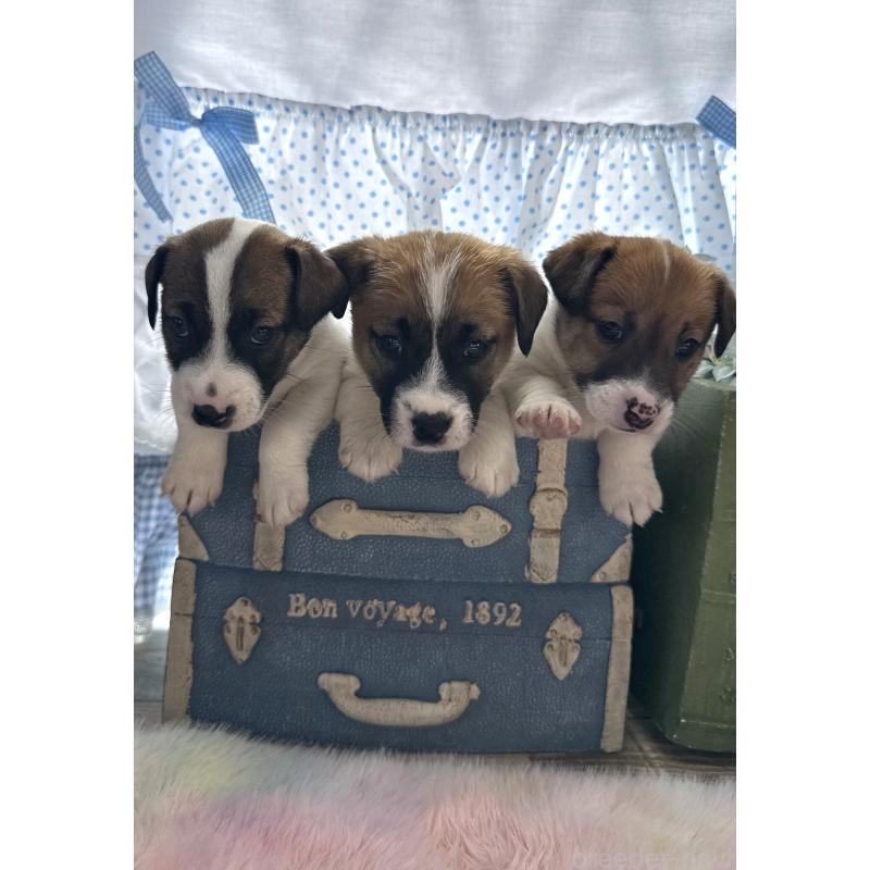 販売中の宮崎県のジャックラッセルテリア-454681の2枚目