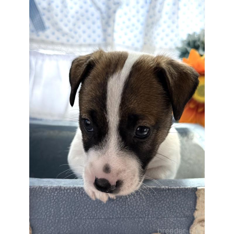 販売中の宮崎県のジャックラッセルテリア-454682の8枚目