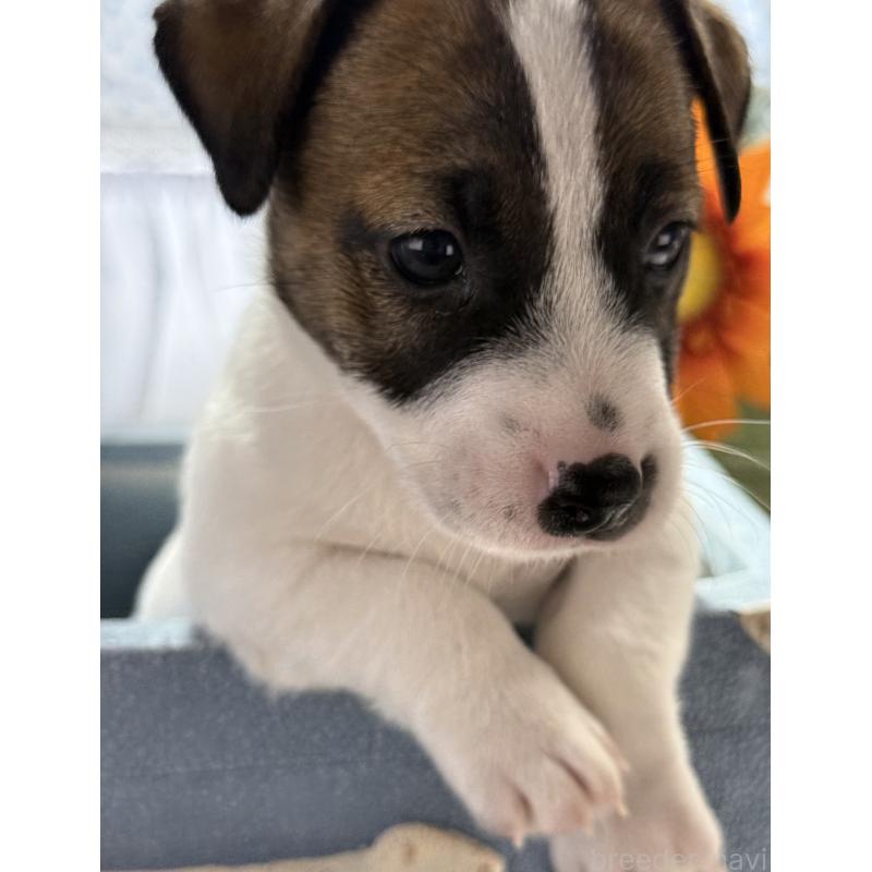 販売中の宮崎県のジャックラッセルテリア-454682の7枚目