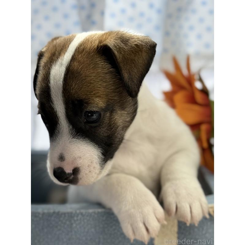 販売中の宮崎県のジャックラッセルテリア-454682の6枚目