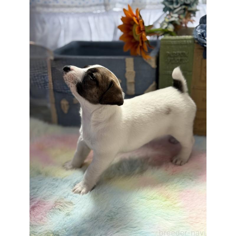 販売中の宮崎県のジャックラッセルテリア-454682の5枚目