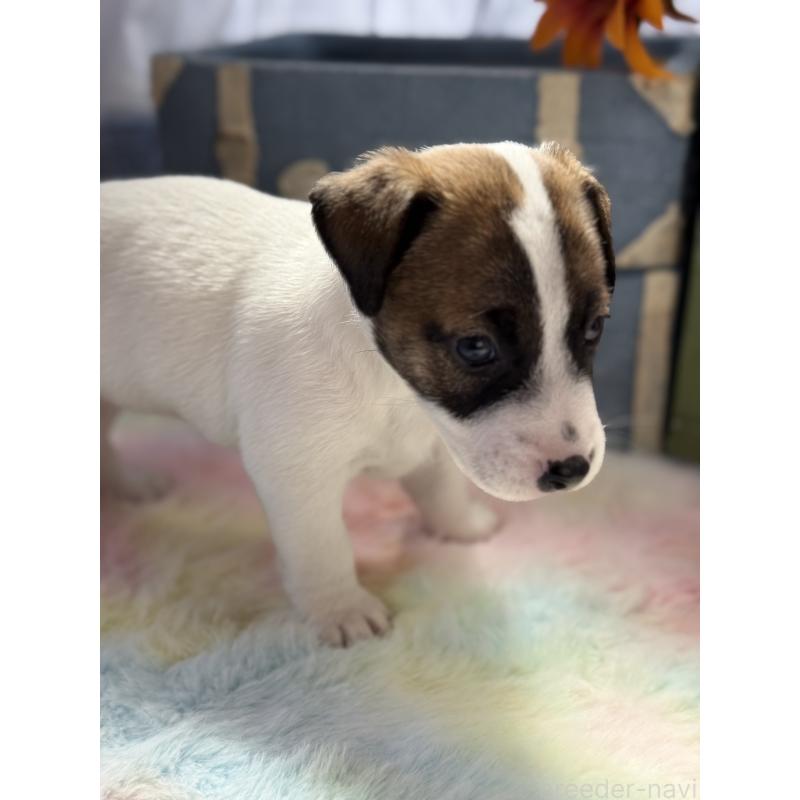 販売中の宮崎県のジャックラッセルテリア-454682の3枚目