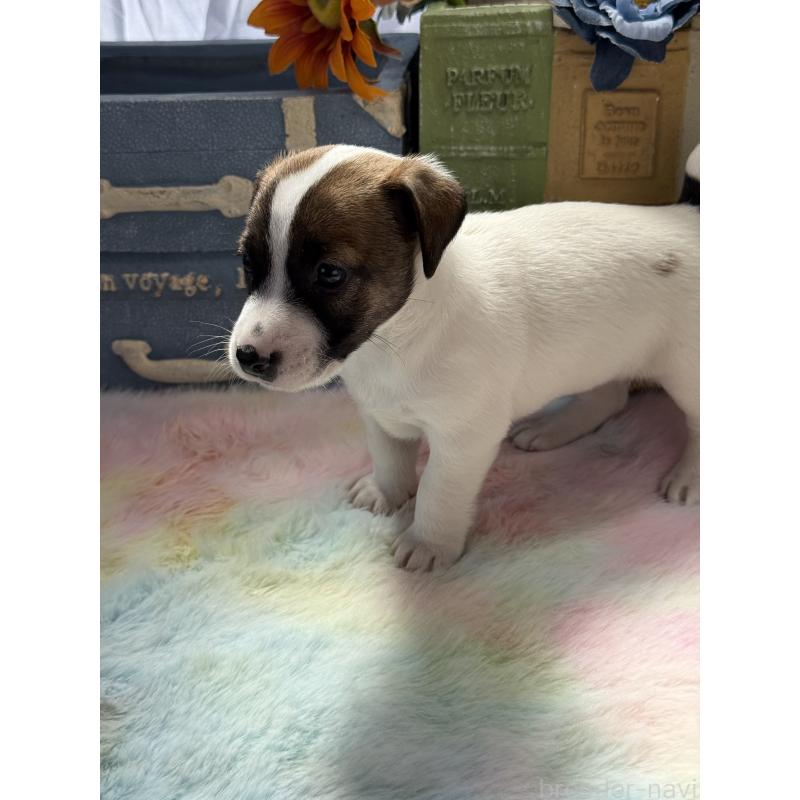 販売中の宮崎県のジャックラッセルテリア-454682の2枚目