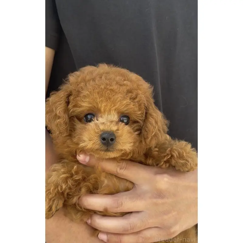 販売中の長崎県のタイニープードル-454683の6枚目