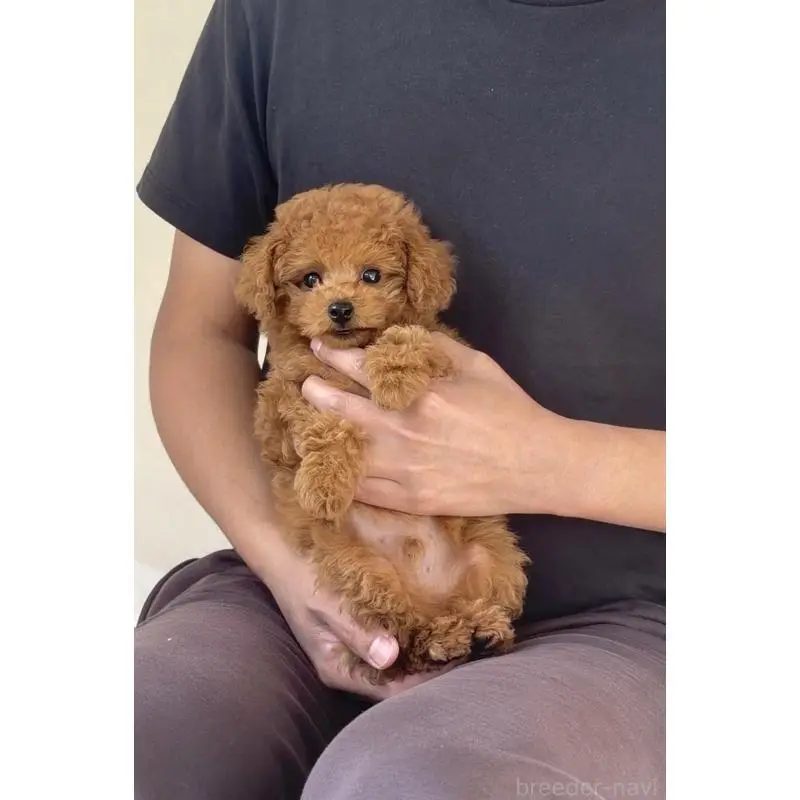 販売中の長崎県のタイニープードル-454683の5枚目