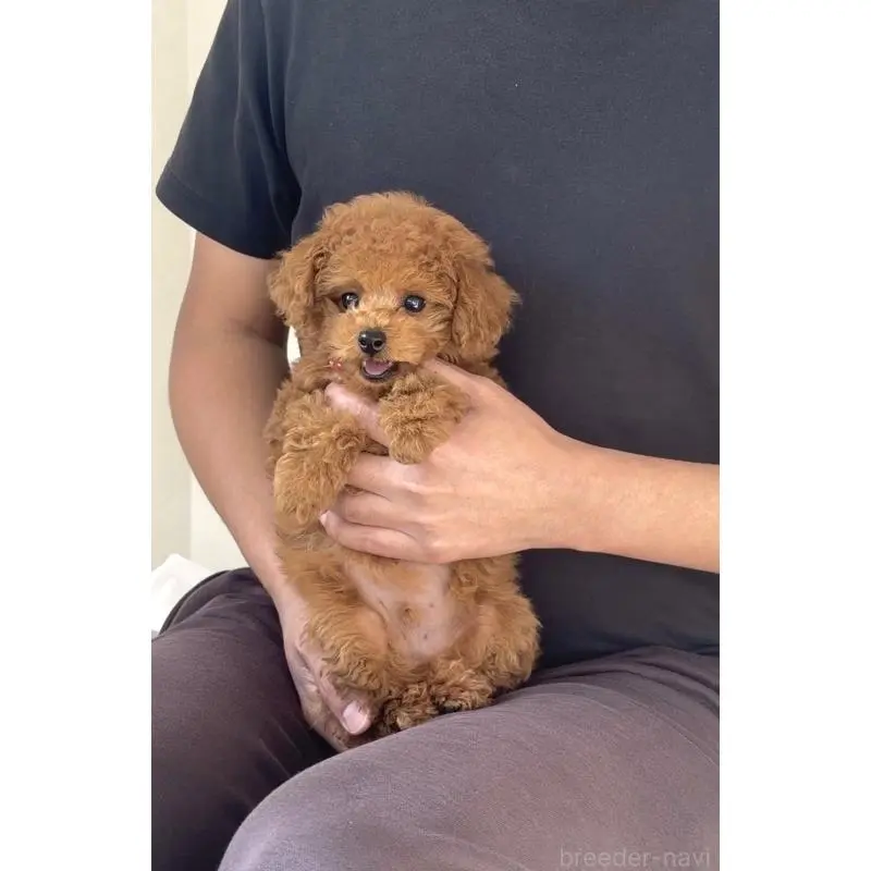 販売中の長崎県のタイニープードル-454683の4枚目