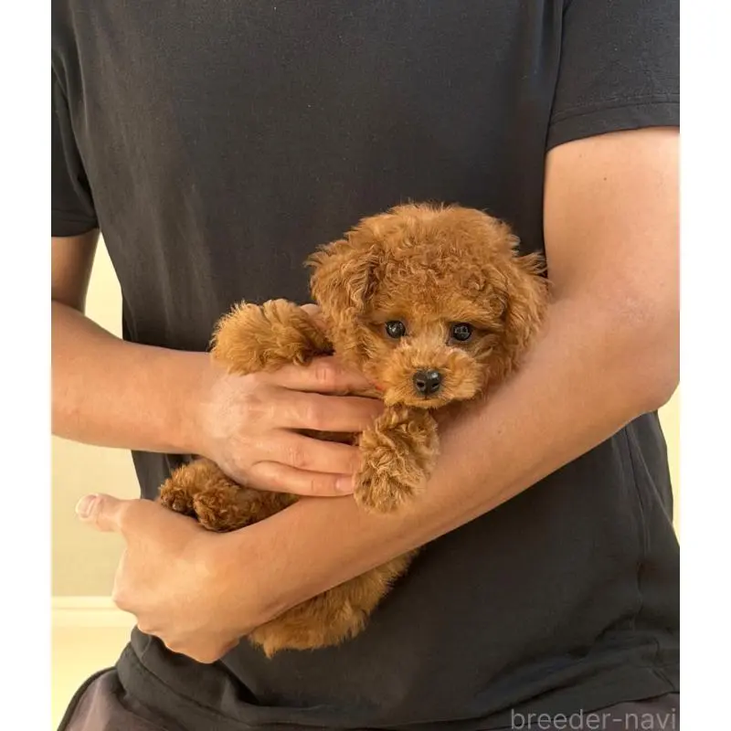販売中の長崎県のタイニープードル-454683の2枚目