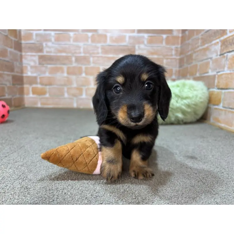 販売中の奈良県のカニンヘンダックスフンド(ロングヘアード)-454684の9枚目