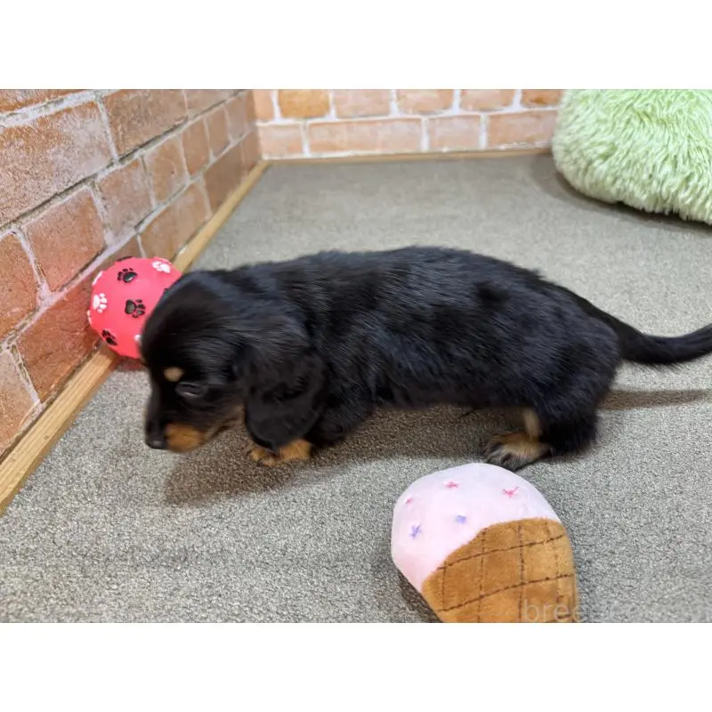 販売中の奈良県のカニンヘンダックスフンド(ロングヘアード)-454684の8枚目