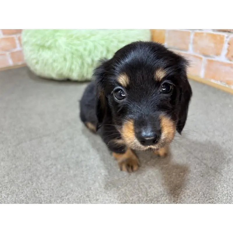 販売中の奈良県のカニンヘンダックスフンド(ロングヘアード)-454684の7枚目