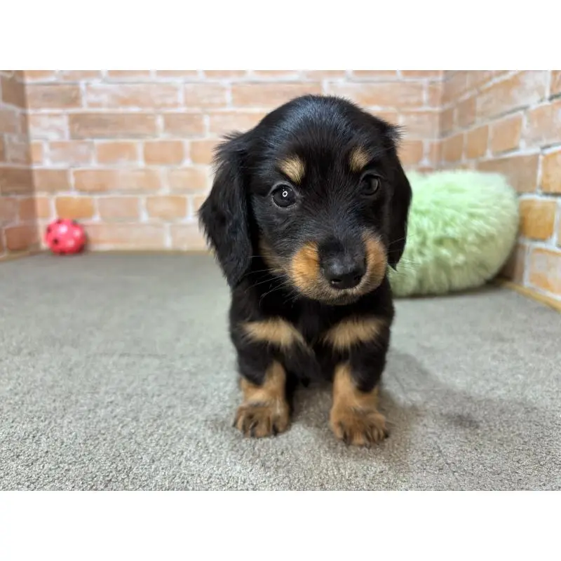 販売中の奈良県のカニンヘンダックスフンド(ロングヘアード)-454684の5枚目