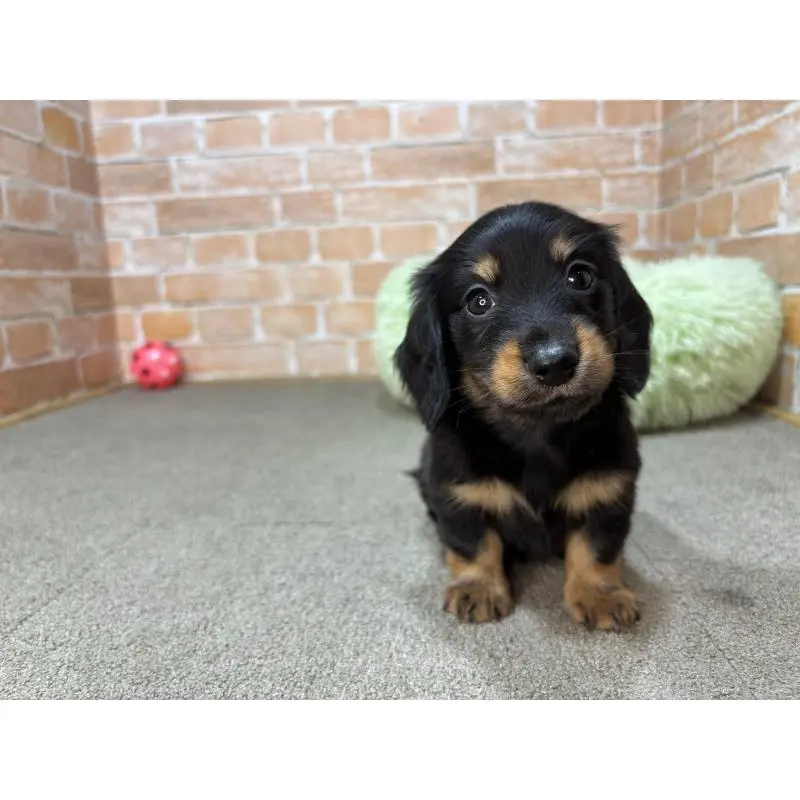 販売中の奈良県のカニンヘンダックスフンド(ロングヘアード)-454684の4枚目