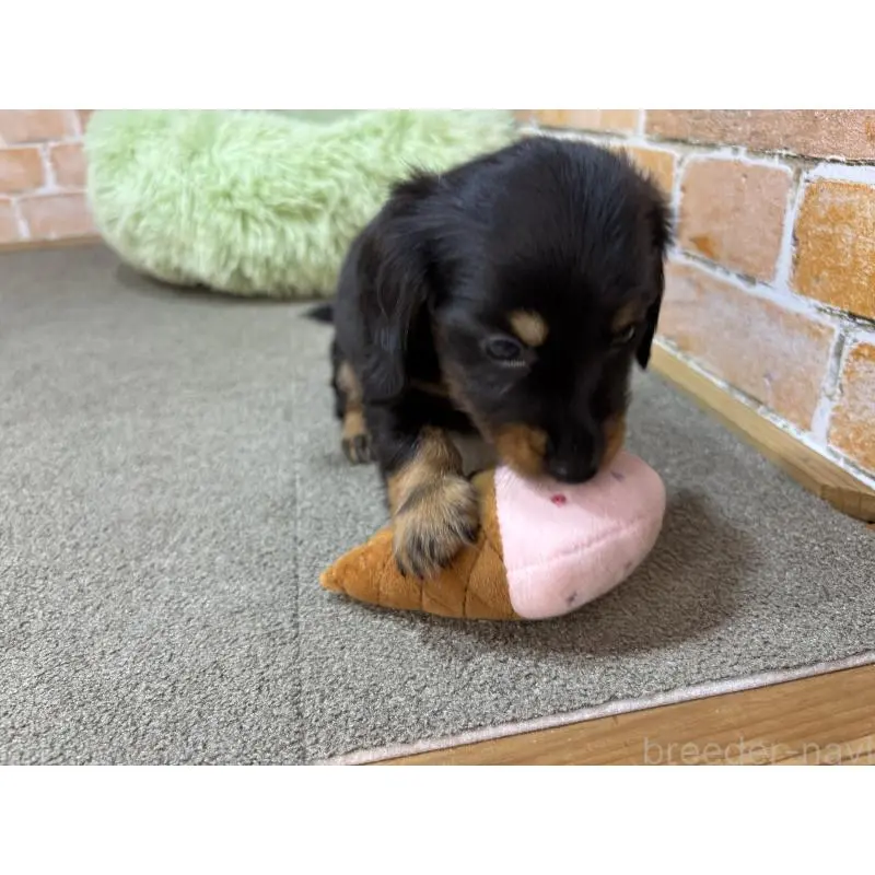 販売中の奈良県のカニンヘンダックスフンド(ロングヘアード)-454684の3枚目