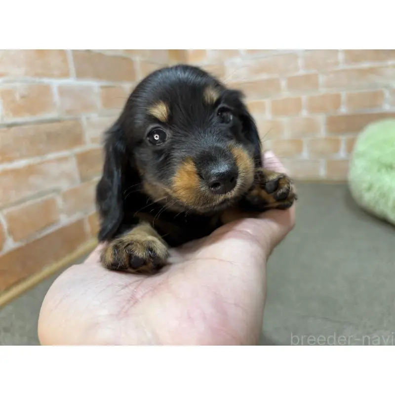 販売中の奈良県のカニンヘンダックスフンド(ロングヘアード)-454684の2枚目