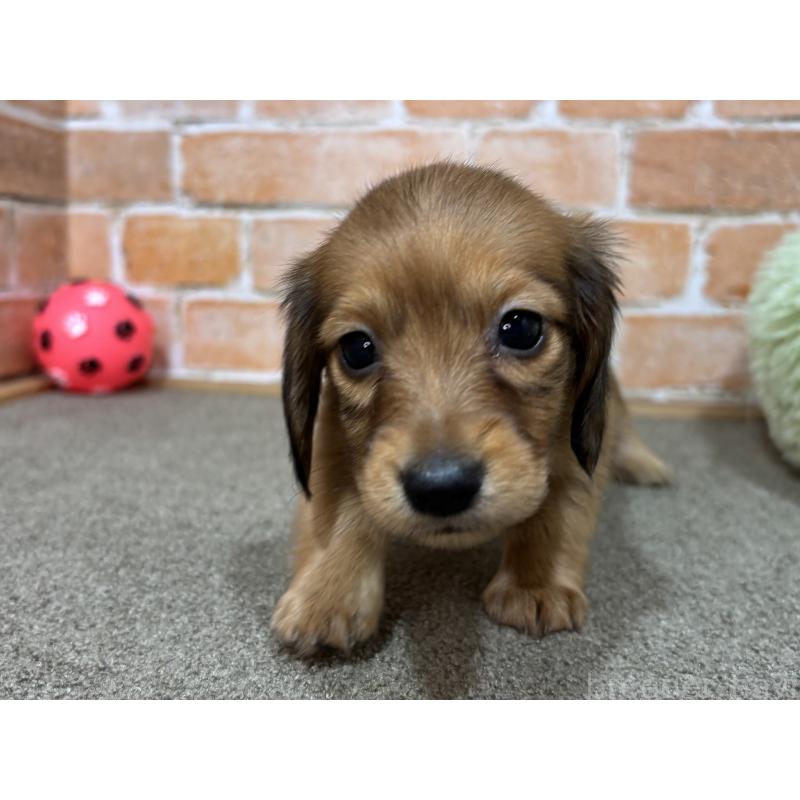 販売中の奈良県のカニンヘンダックスフンド(ロングヘアード)-454685の6枚目