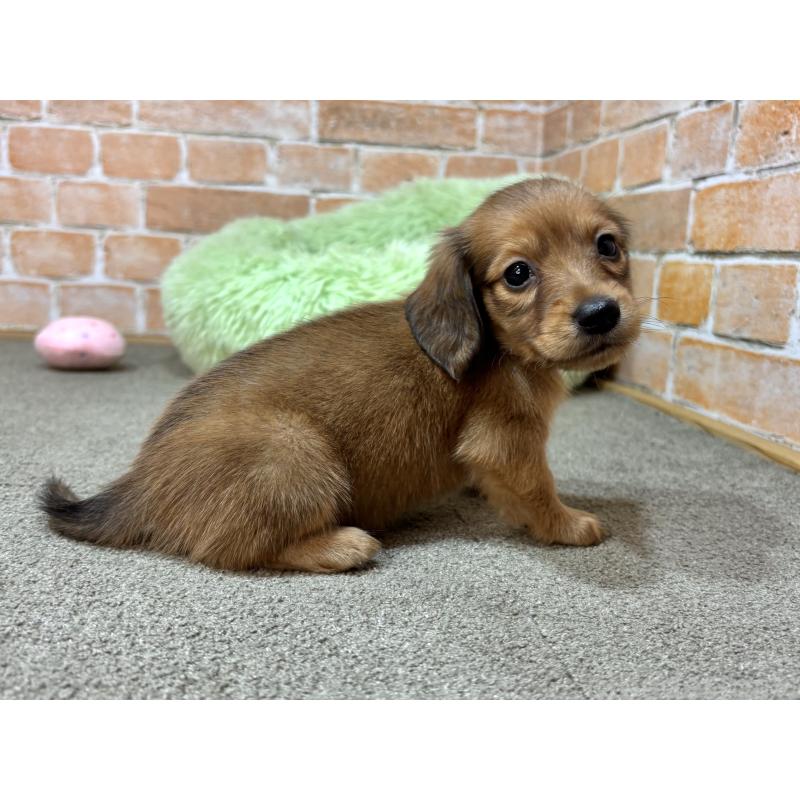 販売中の奈良県のカニンヘンダックスフンド(ロングヘアード)-454685の5枚目