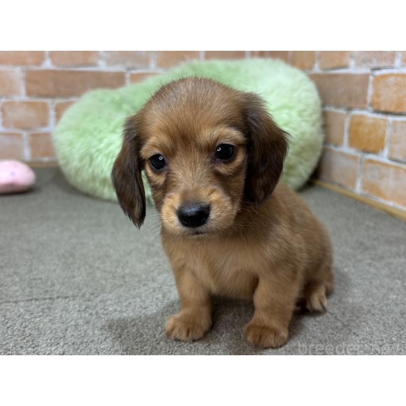 販売中の奈良県のカニンヘンダックスフンド(ロングヘアード)-454685の4枚目